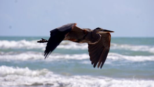 Salty Air photo