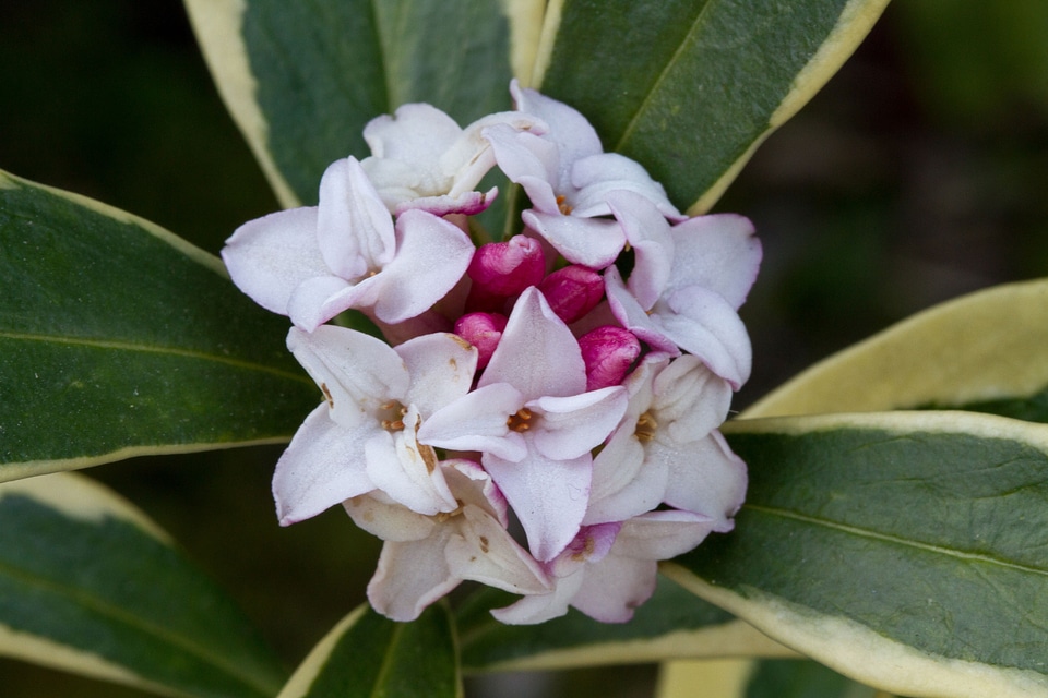 Gardening botany spring