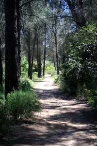 Balade en forêt photo