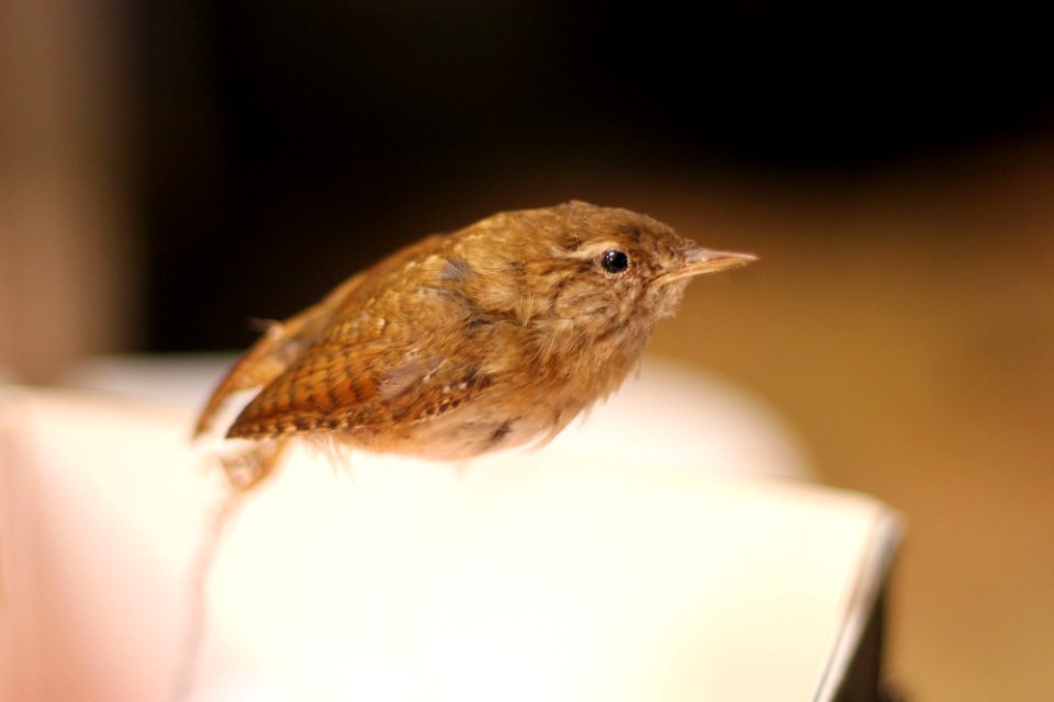 Wren / Drean [belonging to Bock Yuan Fannee]