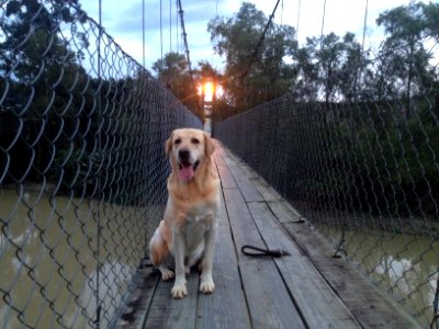 Duke voltando do passeio.
