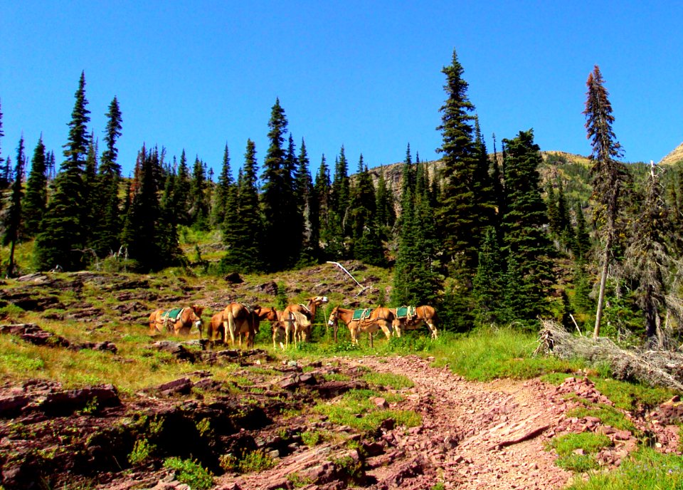 The mule team that carried our gear and food