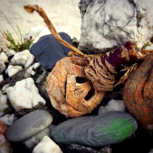 Hop-tu-naa turnip... deep into November