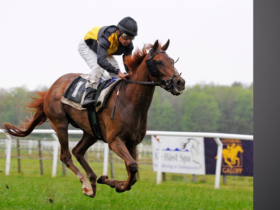 Gallop horse horse racing