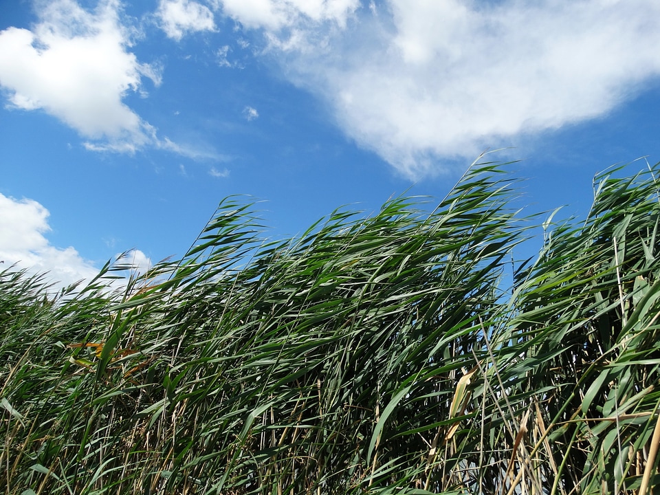 Green nature breeze