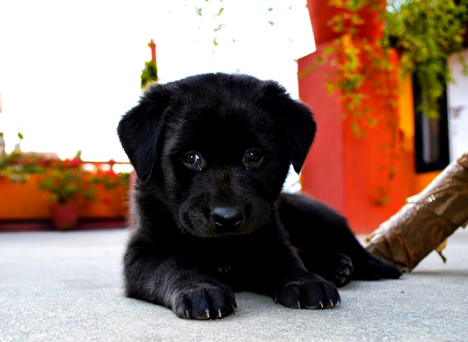 Tiny, bhote kukur