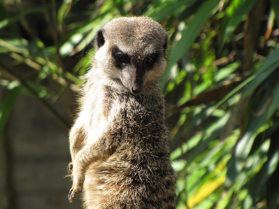 Zoo nature tiergarten
