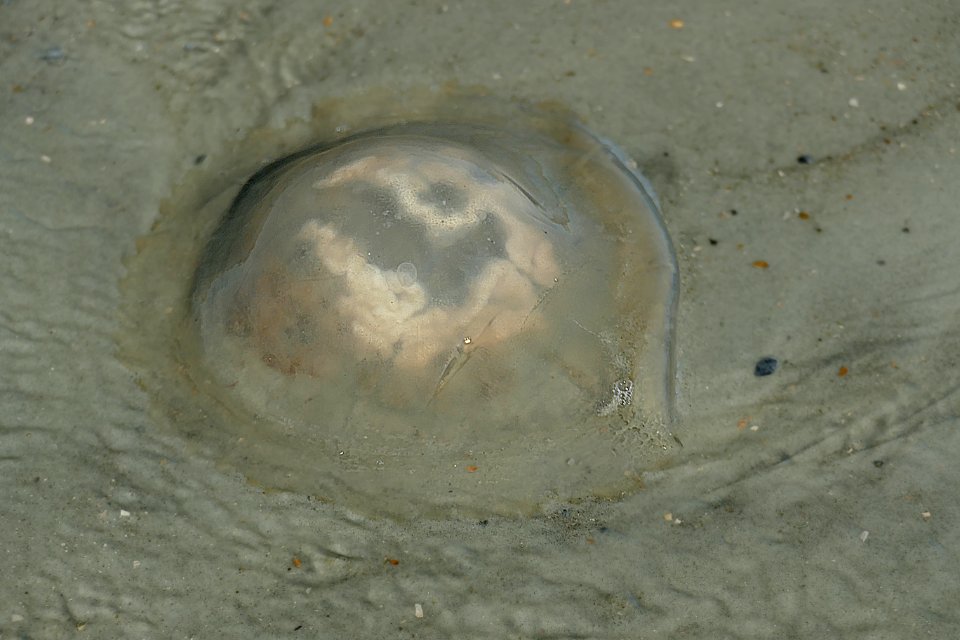 Large Bubble-like Jelly with brain matter-P1770445