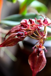 CAMILLE MORENOS - orchidée bulbophillium