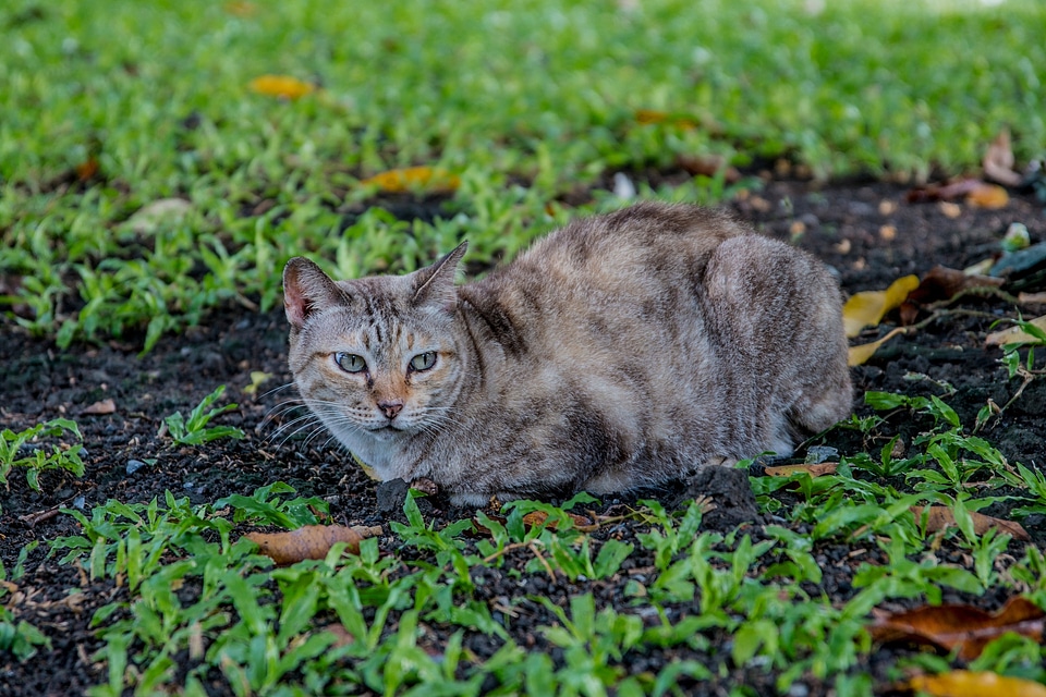 Cat cat thailand parks