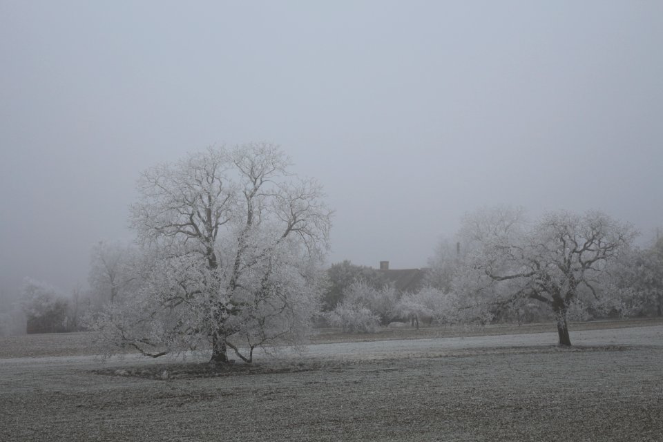 arbres givre -Stéphanie Baumard
