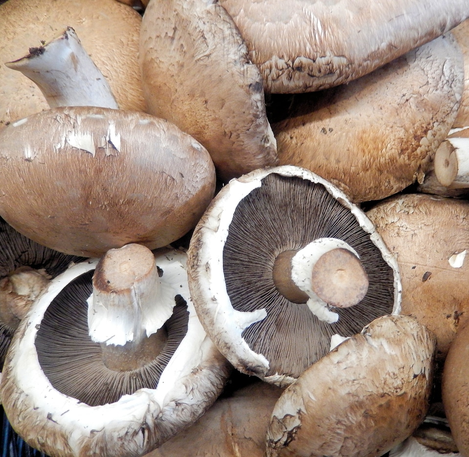 Fungi nutrition food