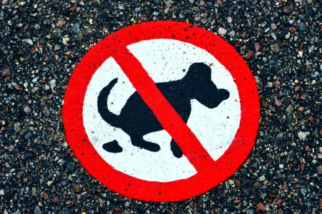 Dogs doesn't give a shit....