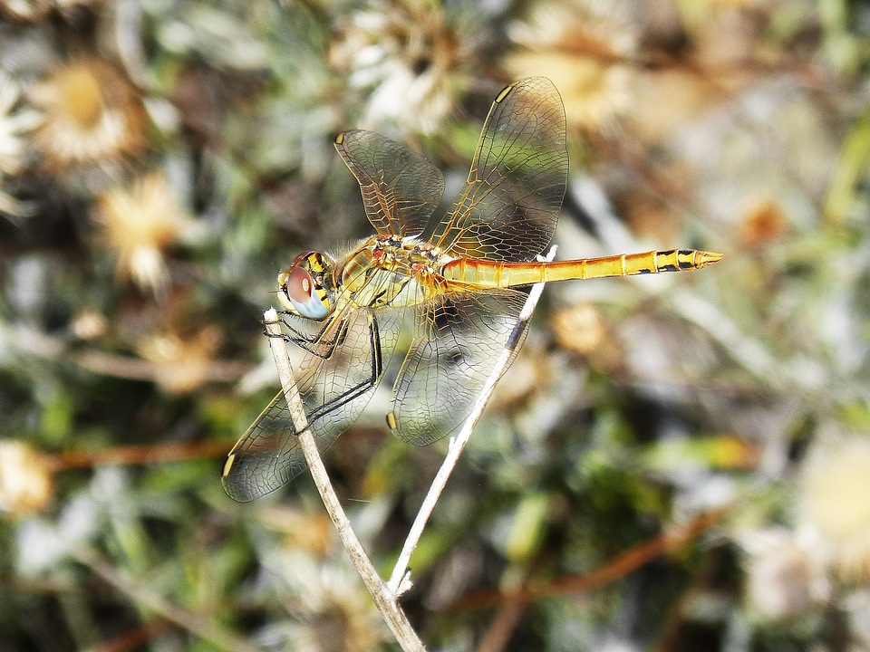 Wings bello libellulidae