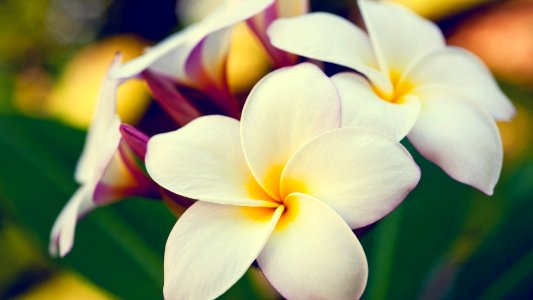 White Plumeria Flowers
