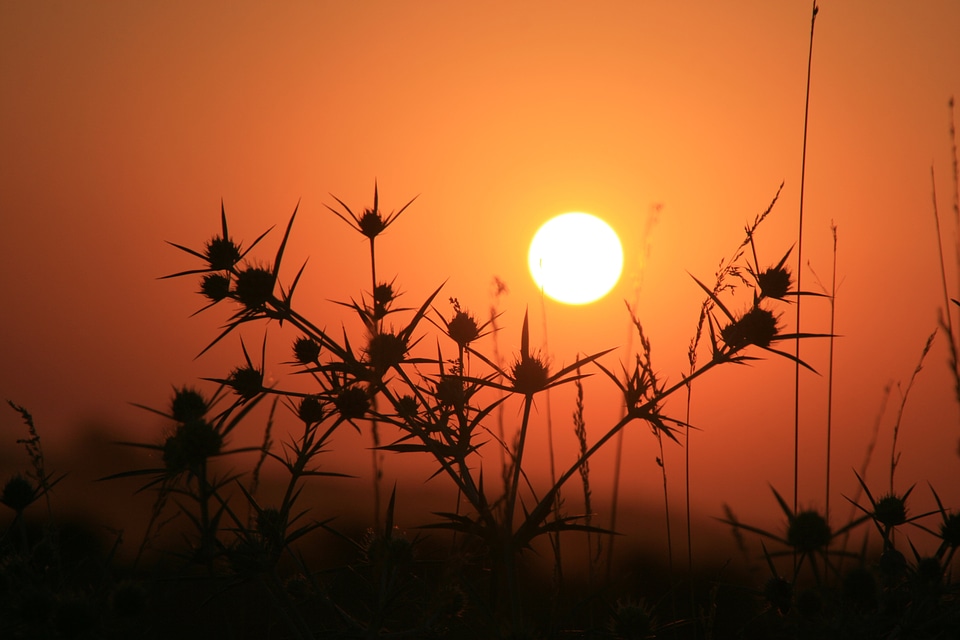 Grass red sky