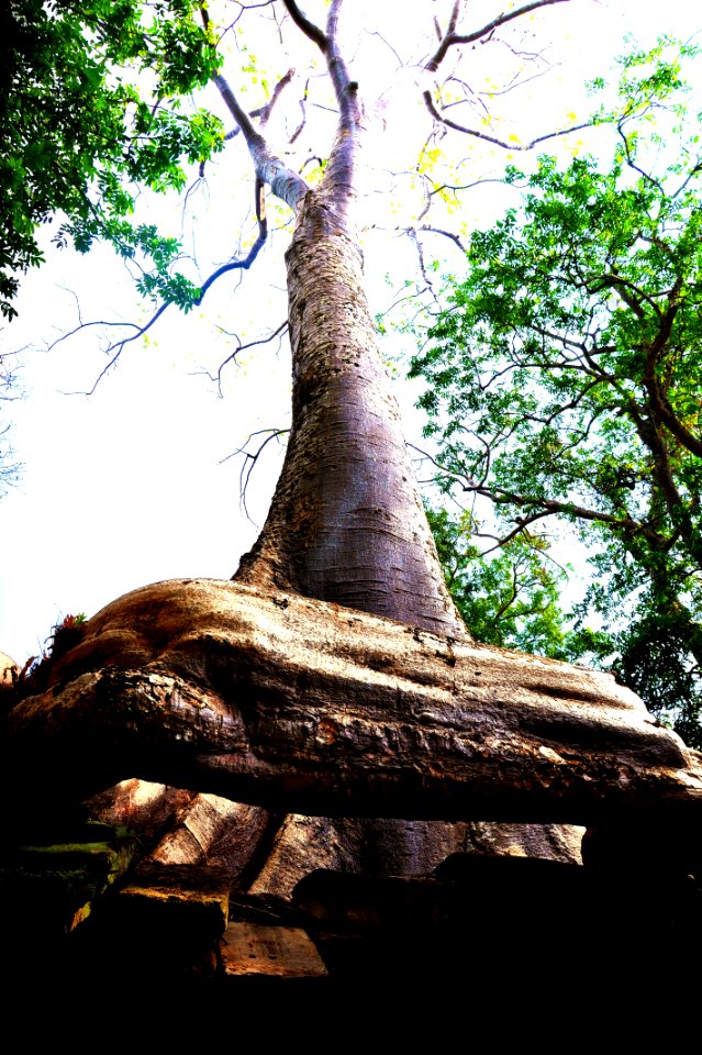 Dead giant at Ta prohm,  the temple of trees
