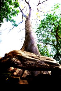 Dead giant at Ta prohm, the temple of trees photo