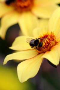 CAMILLE MORENOS -Fleur abeille