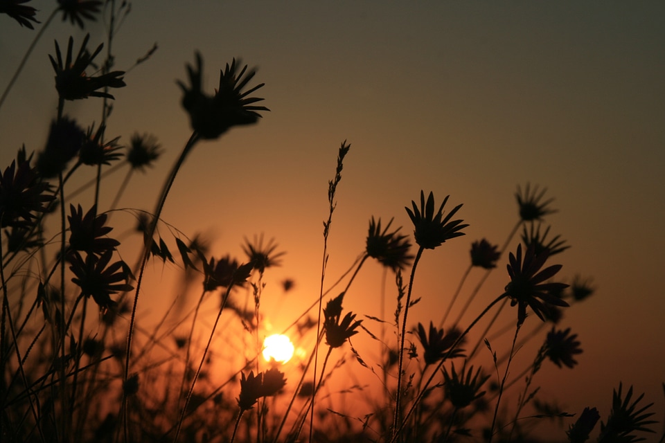 Flowers red sky