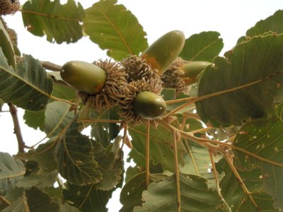 Quercus brantii