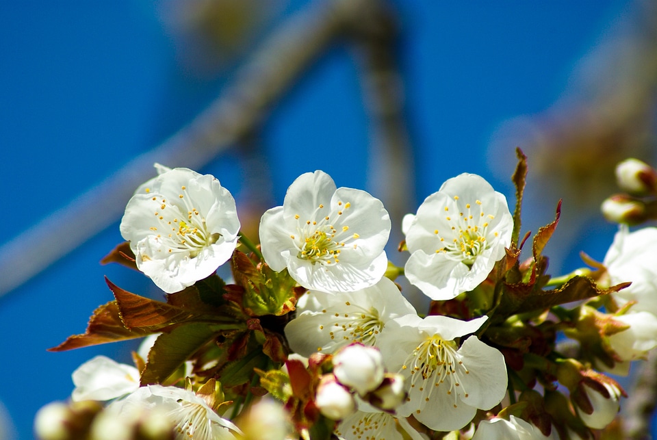 Cherry cherries spring