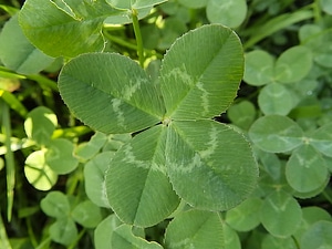 4 leaves clover leaf