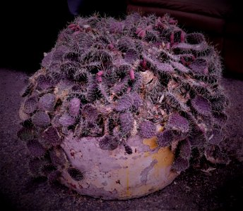 Potted Prickly Pear in an Alley photo