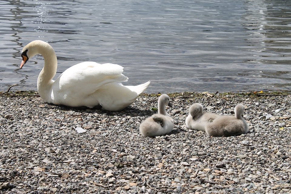 Chicks feathers water