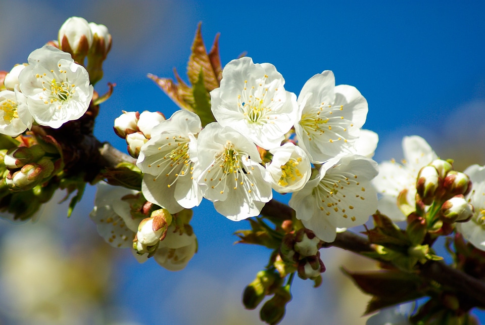 Cherry blossoms cherry spring
