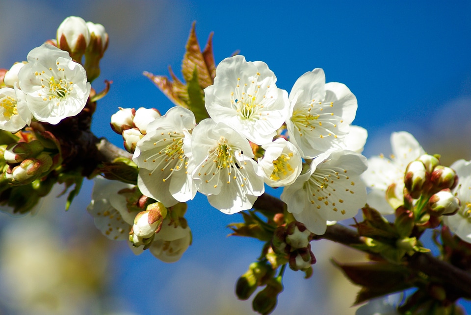 Cherry blossoms cherry spring photo