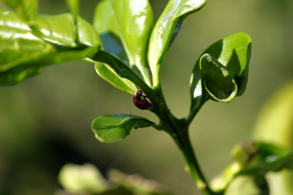 ladybug 1