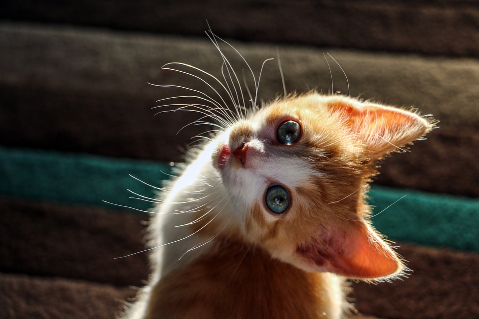 Kitty cute cat curious