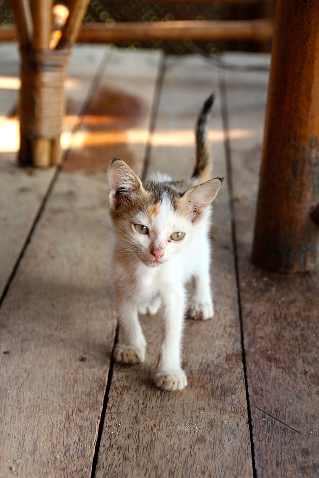 Mieze pets domestic cat