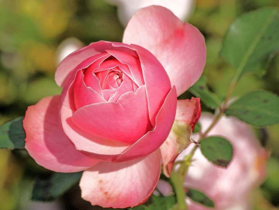 Flower pink roses red rose