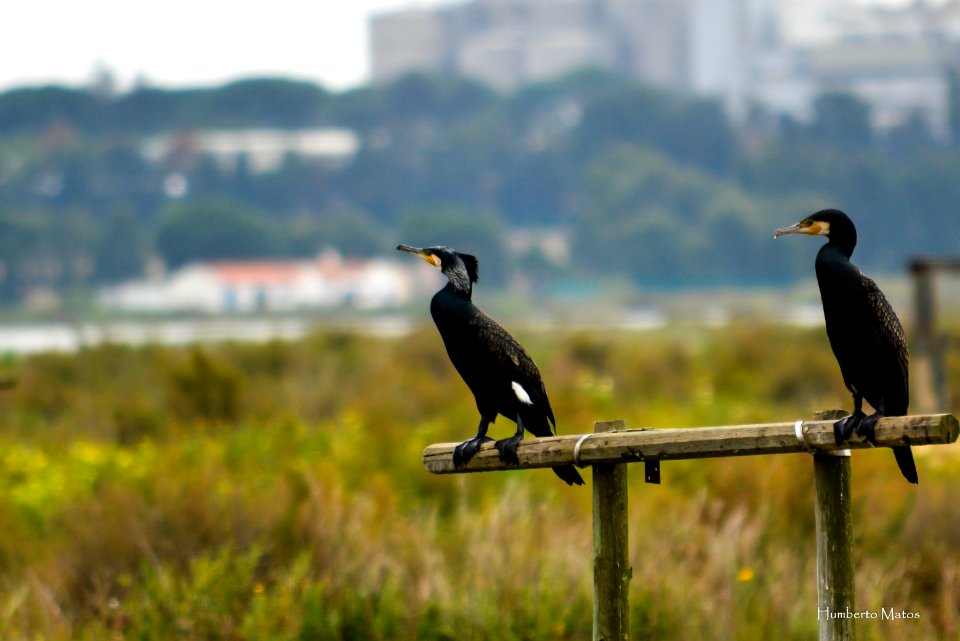 Corvo-marinho-de-faces-brancas (Phalacrocorax carbo)