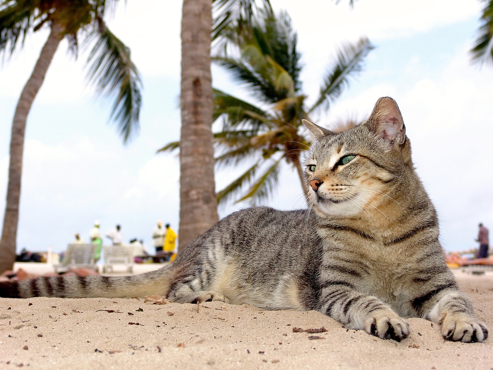 Mieze pets domestic cat
