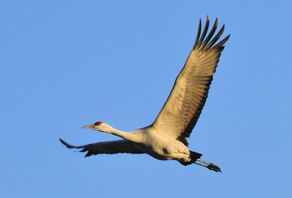 Wildlife nature sky