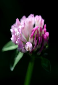 Stéphanie Baumard - Trifolium pratense photo