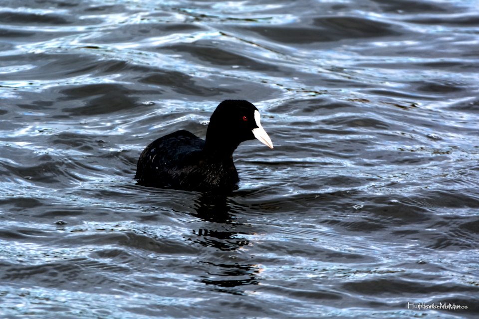 Galeirão-comum (Fulica atra)