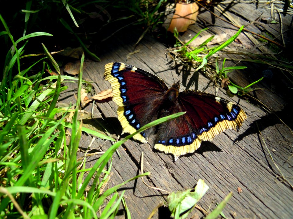 Nymphais antiopa (Linnaeus 1758)