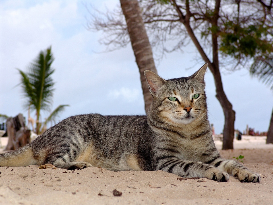 Mieze pets domestic cat