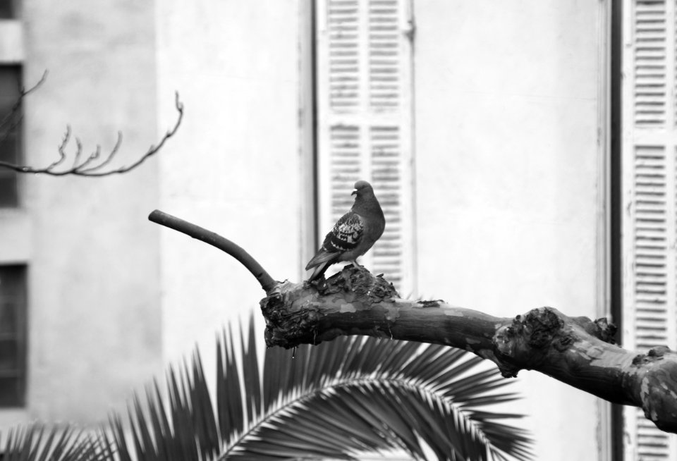 Stéphanie - Baumard-pigeon biset - fenêtre