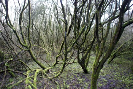 Struinen door het bos, bekleed.