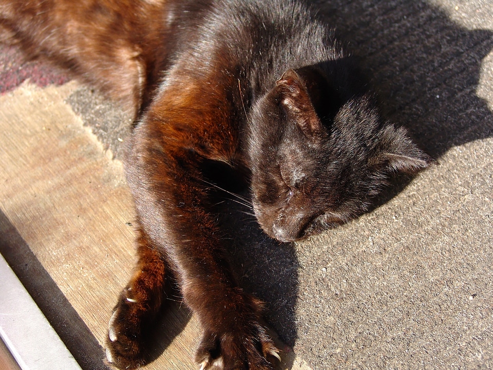 Mieze pets domestic cat