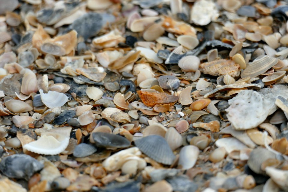 03-16-21-SHELLS-P1880775