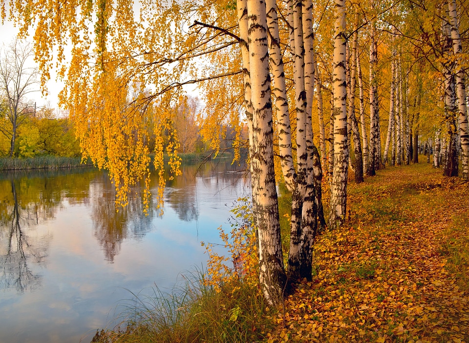 Yellow autumn leaves golden autumn trees
