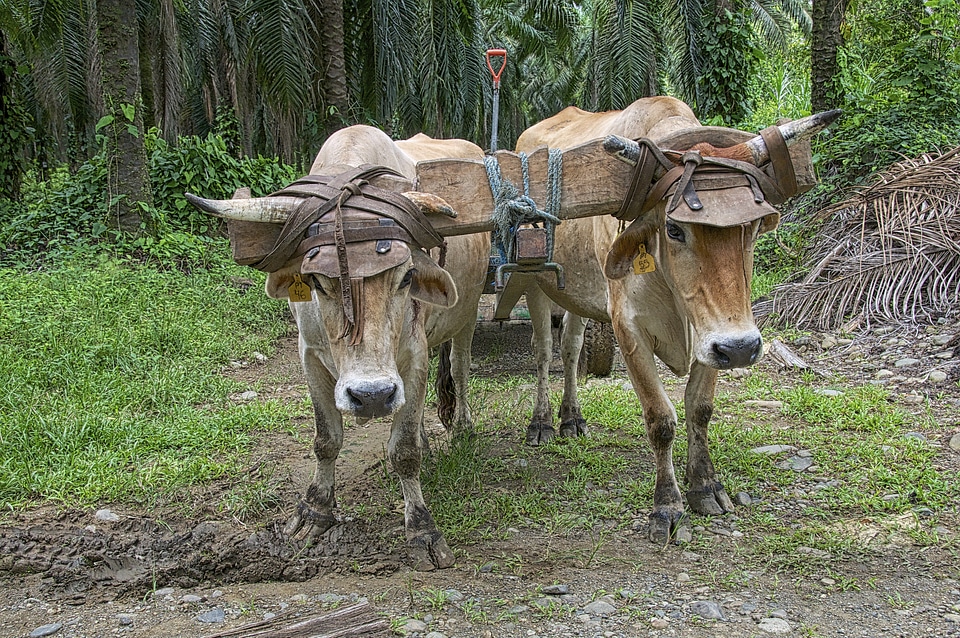 Animal agriculture ox
