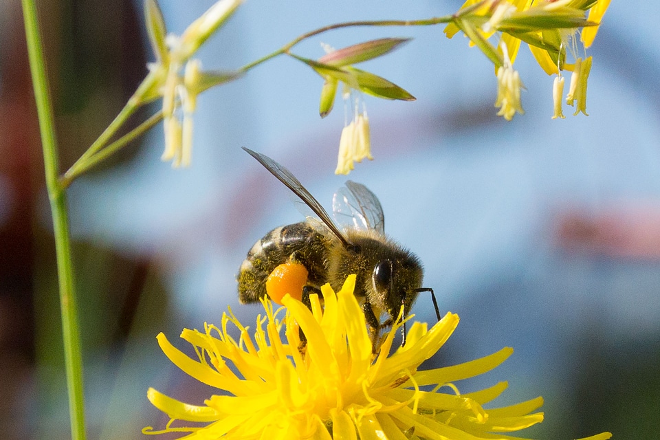Yellow flower insect