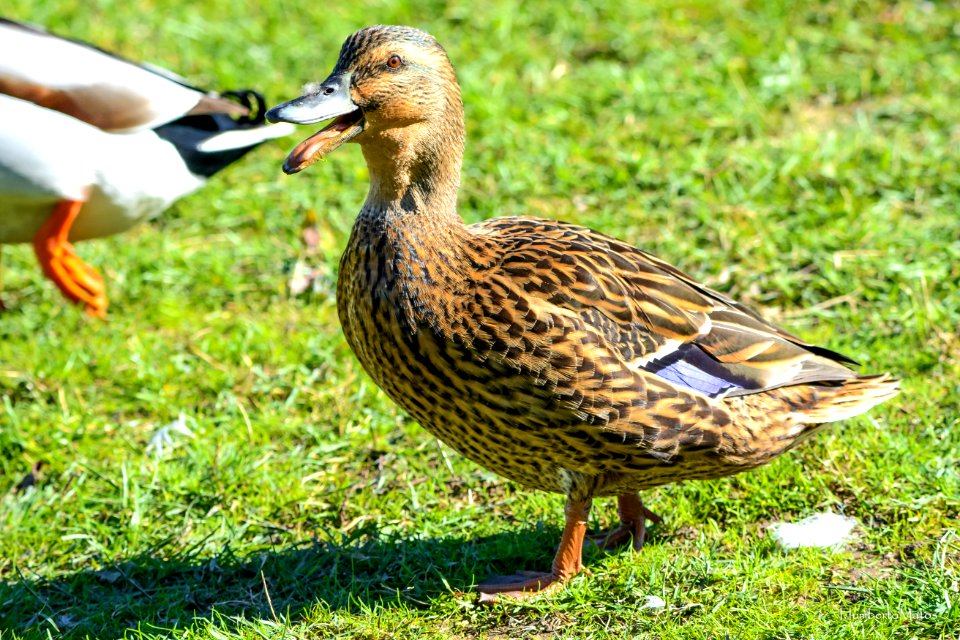 Pato-real Anas platyrhynchos